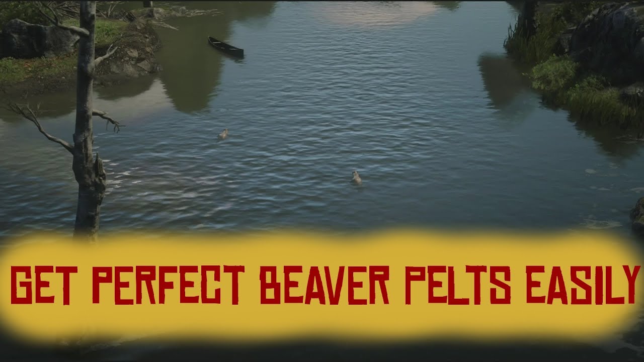 RDR 2 | Get perfect Beaver Pelts | Red Dead Redemption 2 - YouTube