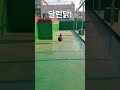 달린닭 Running Hen Wait A Moment Mrs Hen 닭 청계 웃긴동영상 동물쇼츠 반려닭 힐링영상 달린닭 Running Hen Wait A Moment Mrs Hen 닭 청계 웃긴동영상 동물쇼츠 반려닭 힐링영상