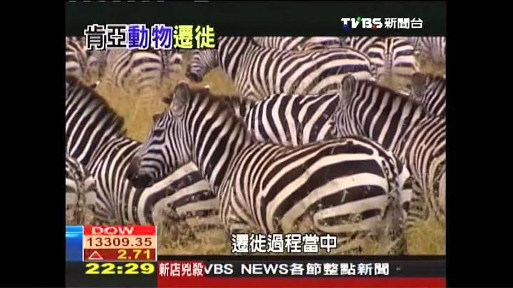【动物大迁徙】非洲动物大迁徙　列百大「将消失奇景」 - 天天要闻