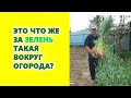 Это что же за зелень такая в огороде?