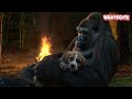 Gorilla Saves Puppy from Raging River and Warms Him by the Fire