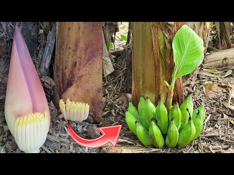 Best Method Growing Banana