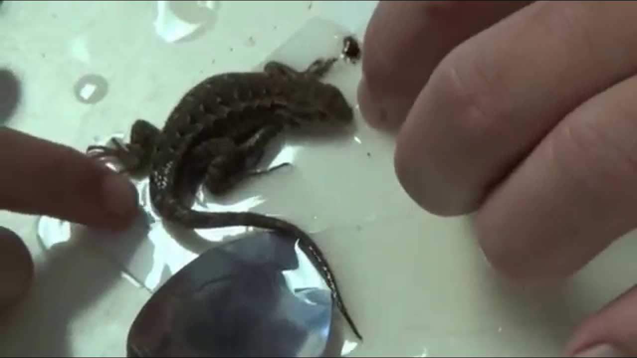 How to Free a Lizard from a Sticky (glue) Trap using vegetable oil 