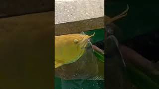 Ikan Arwana Silver Jumbo Di Mega Tank Ngeri ikan fyp arwana