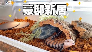 【お引越し】アオジタトカゲの新居作りVlog | アオジタトカゲの飼い方