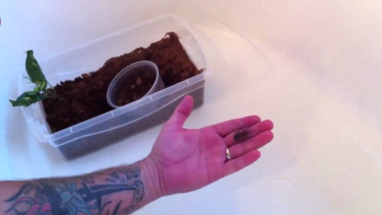 hobby lobby jobs Chaco Golden Knee Tarantula