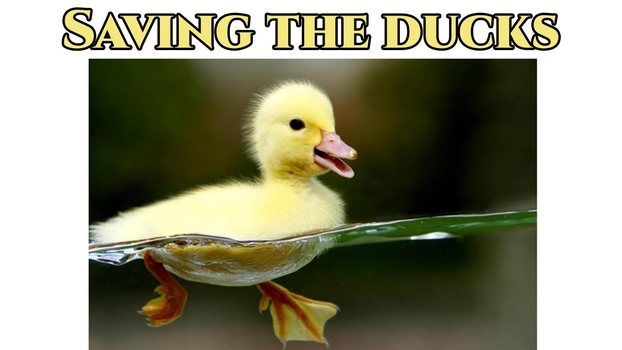 Save the ducks - YouTube