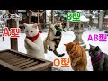 【血液型あるある】 AI猫の年末年越しルーティン🐱🎍