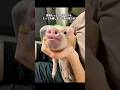 草むらで独りぼっちだった子ブタの赤ちゃんを保護したら…🐷✨#子ブタ#保護動物#ミニブタ#動物救助