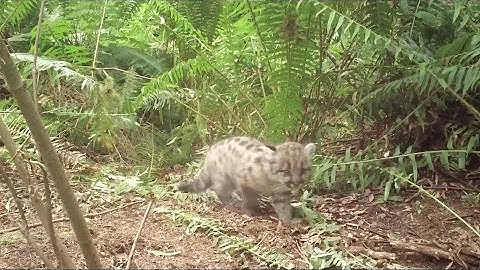 Cougar project aims to build highway crossings