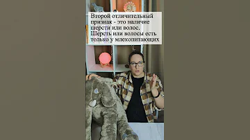 Признаки млекопитающих shorts шортс