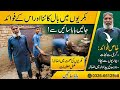 (1183)Hair cutting in Goats And benefits