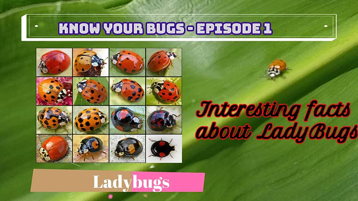Know You Bug - Episode 1 - Ladybugs
