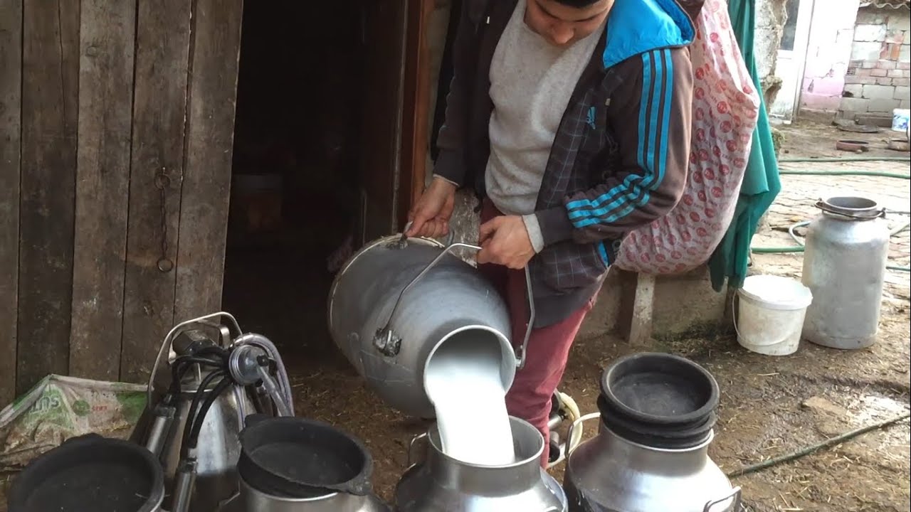 RUTİN İNEK SAĞIMI / GÜNLÜK İŞLER 7