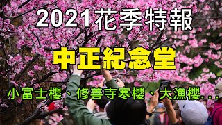 「中正紀念堂」 小富士櫻、修善寺寒櫻、大漁櫻滿開不想天 ... 