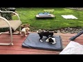 9 Week Old Cavalier Puppies at Play