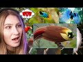 Tanah papua a paradise for birds reaction  carlie shea what now reacts indonesia