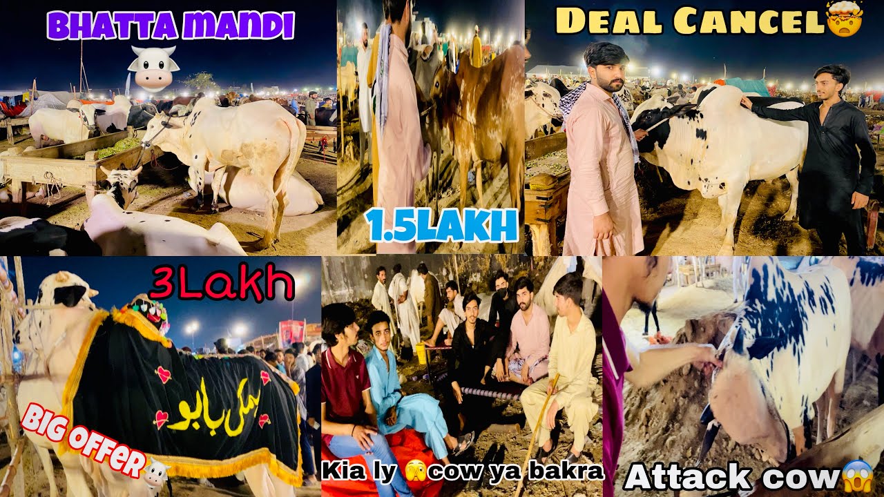 Bhatta Chowk Mandi Rawalpindi || Latest Update 2025🔥| 20 lakh ka cow 😱 kalu najwar 🐮