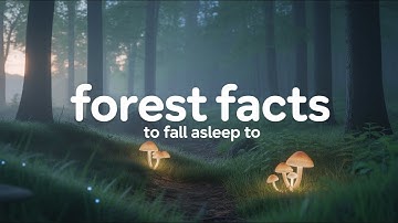 The Most Relaxing Forest Facts to Fall Asleep To | Dreamy Science for Sleep