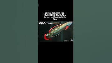Đèn đỏ cá không đỏ nước .. Đèn Led RGB 6700K NEO-HELIOS SOLAR Cho Cá Rồng Cá Lóc - Led Tanning cho