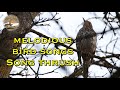 Relaxing wildlife Video | Song thrush beautiful singing | raw footage from the forest