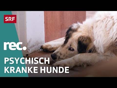 Video: Kann eine Schlafpille ein Haustier töten?