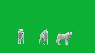 Wolf green screen video / Green screen wolf video / White wolf green screen video no copyright