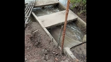 Hơi Thở Rừng Ngập Mặn - Cuộc Sống Vuông Tôm Cà Mau | Trở về Thế giới Động Vật ​