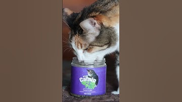 Adorable Calico Is Obsessed With Her Own Catnip