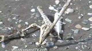 WildWeekendTV.com:  Chilkat Bald Eagle Preserve