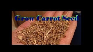 Carrot Seed - Grow your own - Part 1