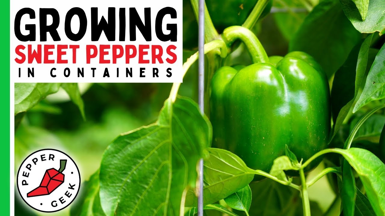 How To Grow Sweet Peppers In Pots Bell Peppers Banana Peppers