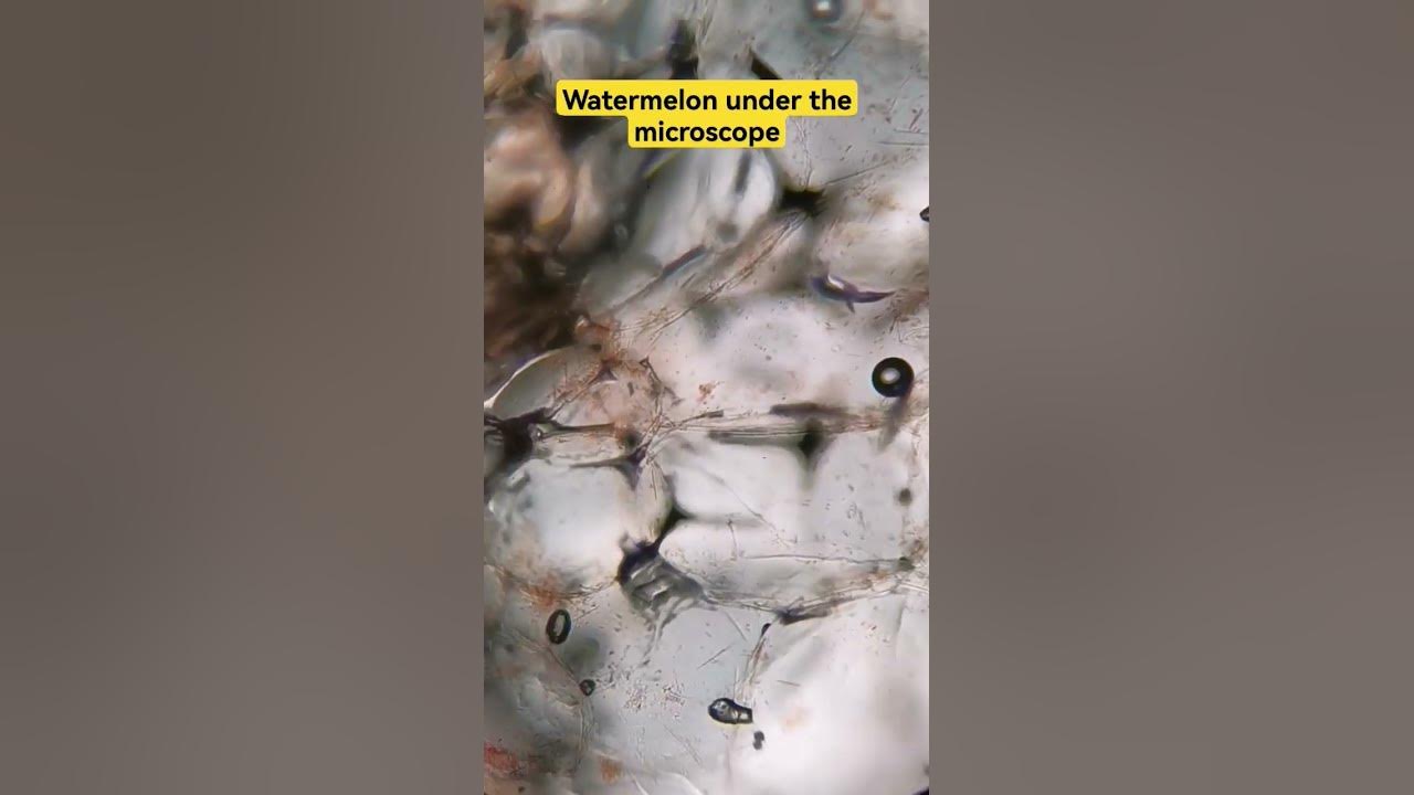Watermelon under the microscope science microscopy microvisum YouTube
