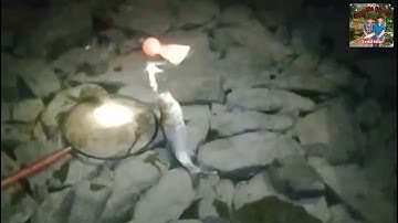 test bài mồi khoai lang ủ dính toàn cá mè ở hồ gia ui Xuân Lộc Đồng Nai. #53