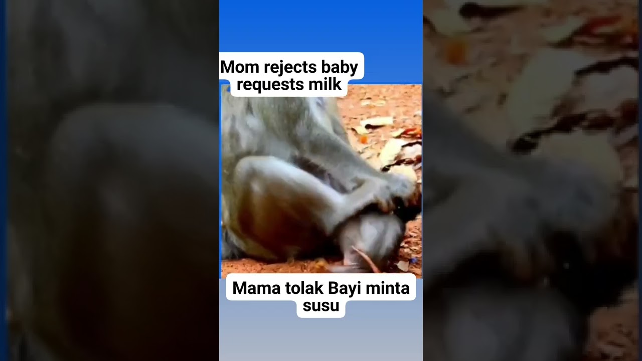 Mother monkey stamped on baby body, ibu monyet injak bayinya