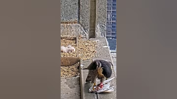 P#948- Review mother birds brings food to feed her babies in the nest, baby birds life #birdslover