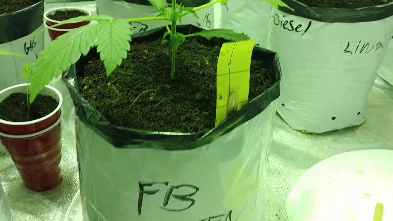 Autos! Week 3 and tips. Fastbuds, GSC, LSD, Green Crack, Greenhouse Northern Lights, RQS Diesel