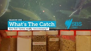 Are Fish Farms Really Necessary? | SBS Learn: What's The Catch? | Available Online