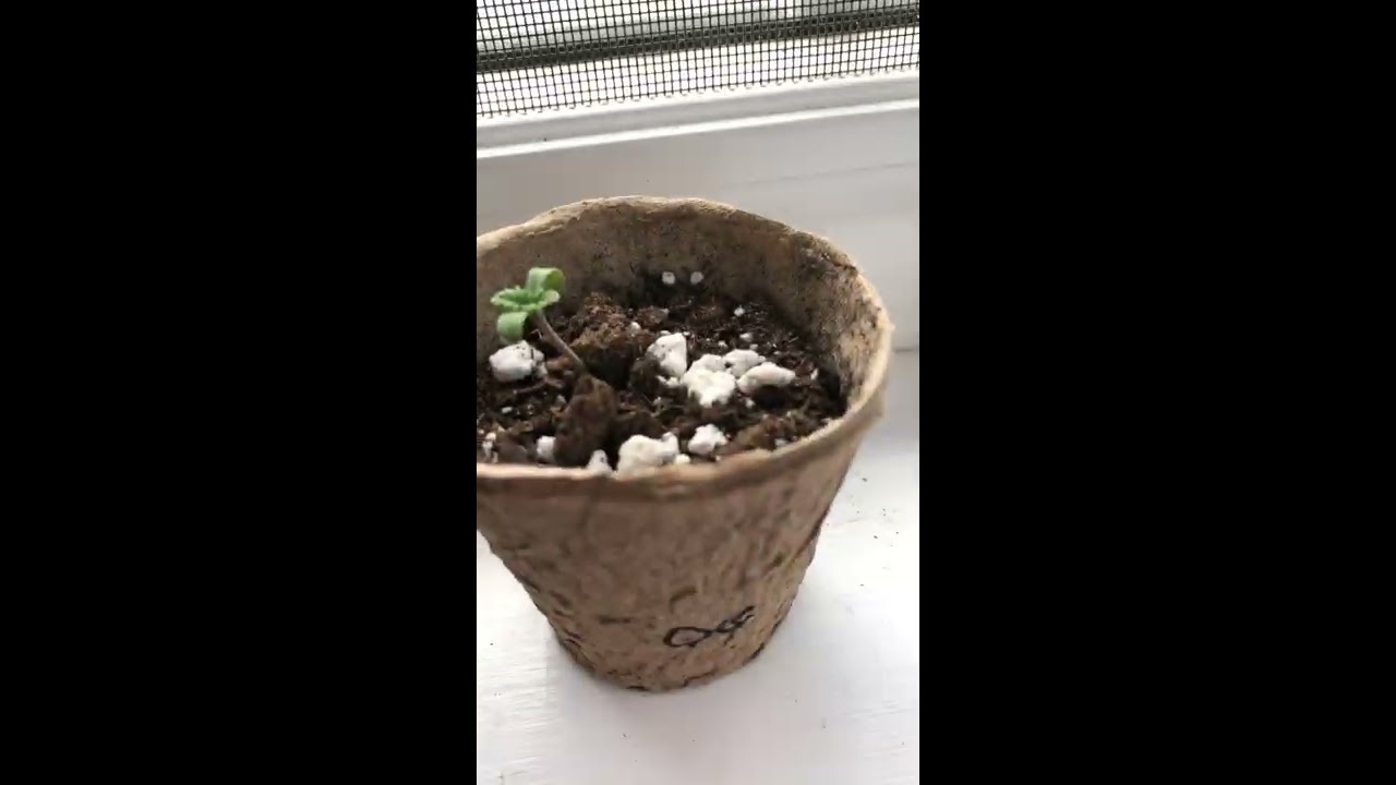 Outdoor Cannabis Grow 2020 May 15 - Strawberry AK, OG Underdawg,Hawaiian Snow, Citron Givre