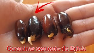 Como Germinar Te De Lichia, Bem Fácil E Rápido