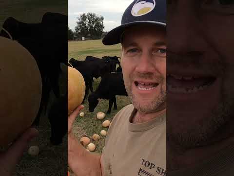 Deworming cattle without