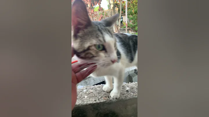 Video 10022941: cat pets gatos, cat cute funny pet, cute pets explore