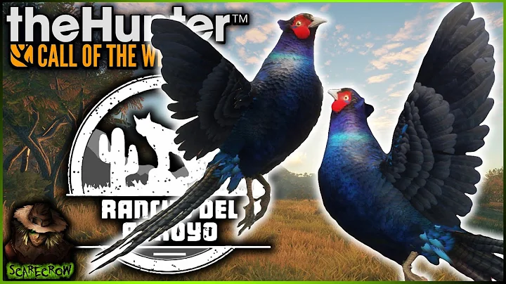 HUNTING THE BLUE PHEASANT! Melanistic Pheasant & M...