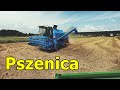 Żniwa pszenicy - 5 ton z hektara - Bizon robi robotę!