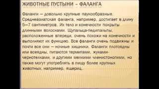 Животные пустыни Животные пустыни