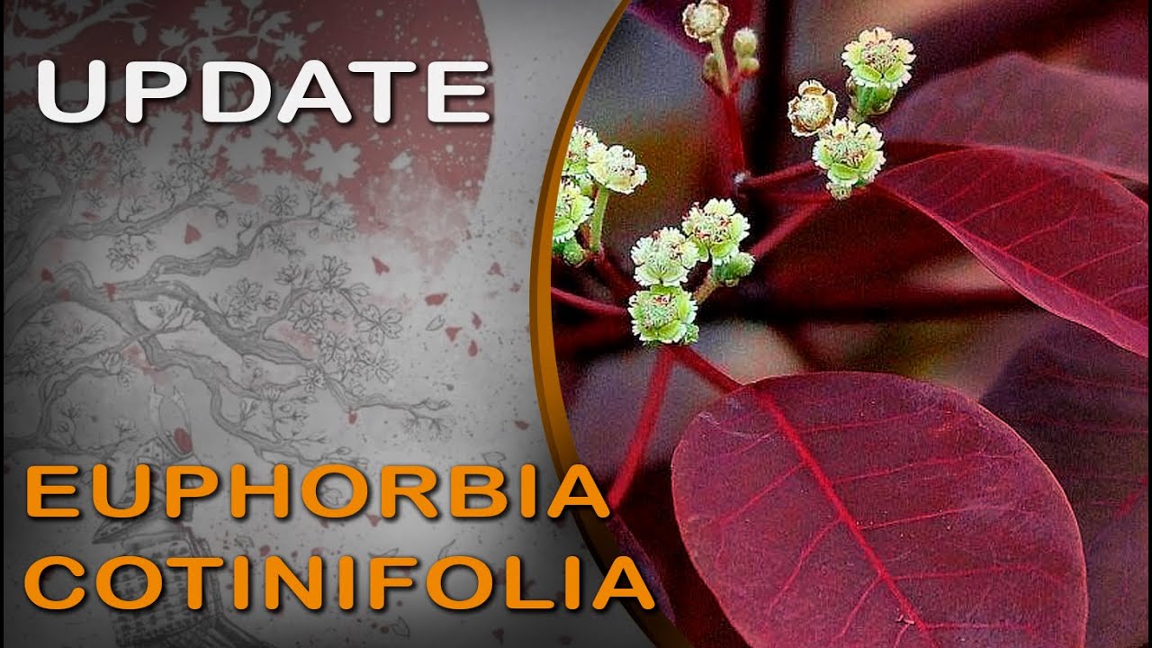 Update - Euphorbia cotinifolia - Bonsai SP