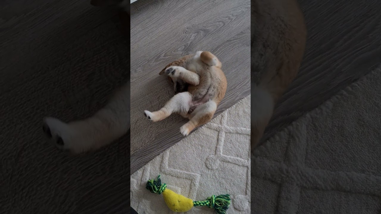 Shiba Inu adventures in Puppyhood 🚀🐾