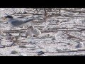 Cute and Adorable Least Tern Downy Chicks