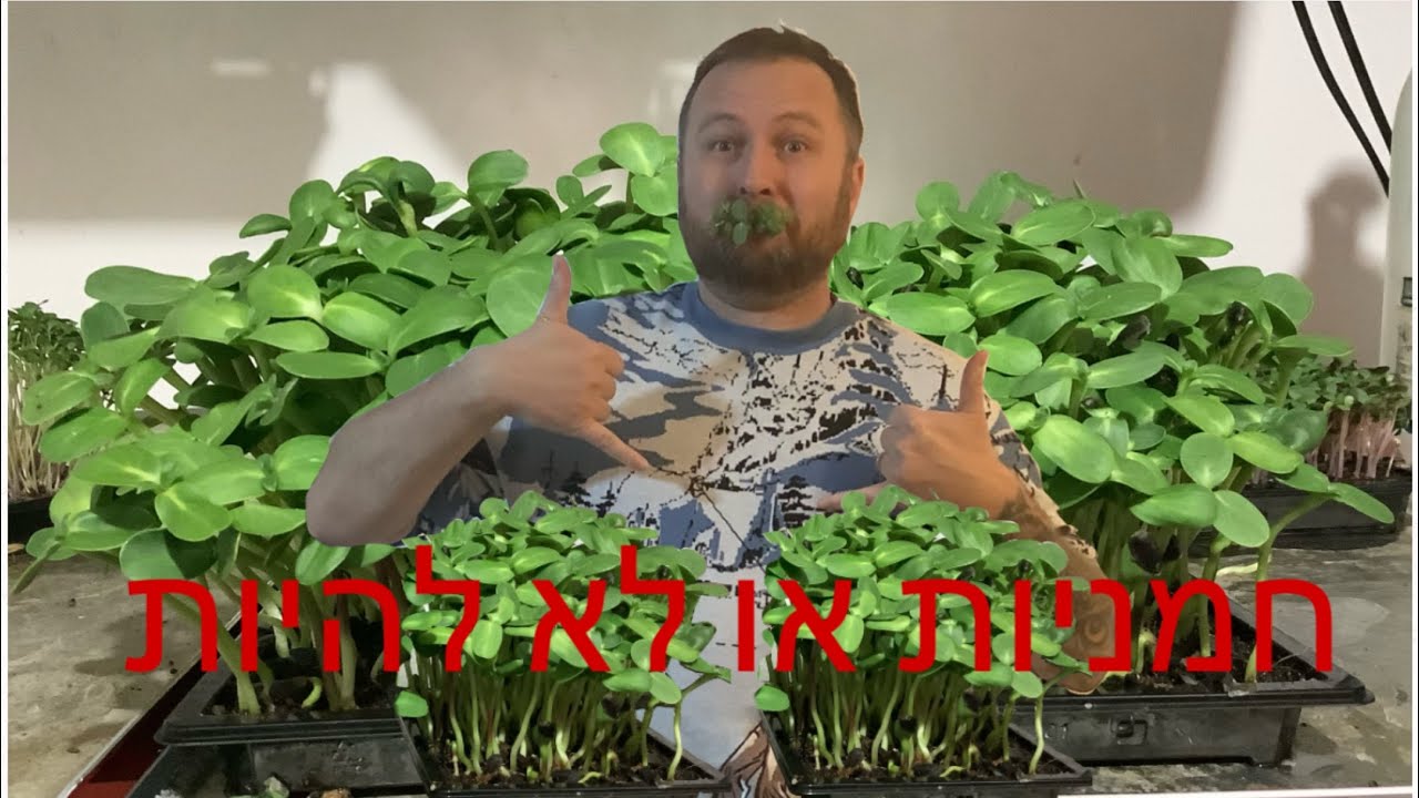 מדריך לגידול חמניות מיקרו עלים בבית / נבטי חמניה / MicroGreens sunflower
