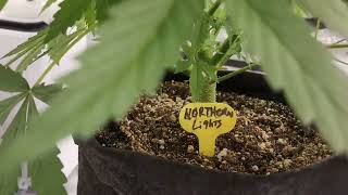 Weekly update Octopot grow #2  autoflower Northern Lights  day 42  in 3x3 tent. fd1